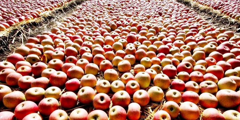 integratori di mela